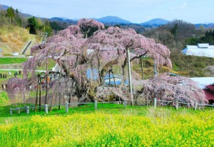 2015,03  福島県　三春の滝桜